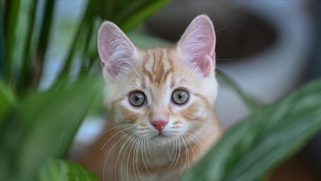 Bilim insanları açıkladı: Kedilerin en büyük sırrı çözüldü