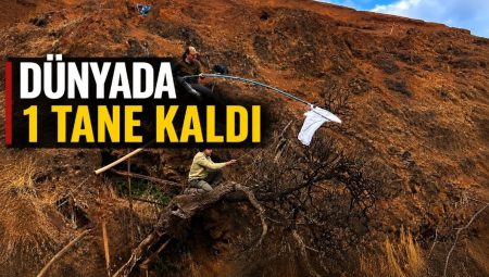 Dünyada yalnızca 1 tane kaldı: Bilim insanları yok olmadan evvel son tohumlarını topladı